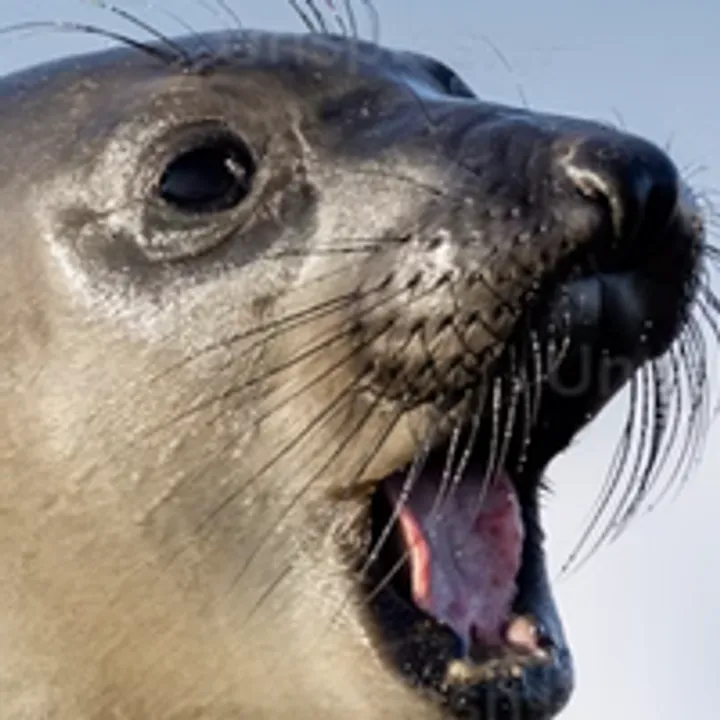 A seal yelling